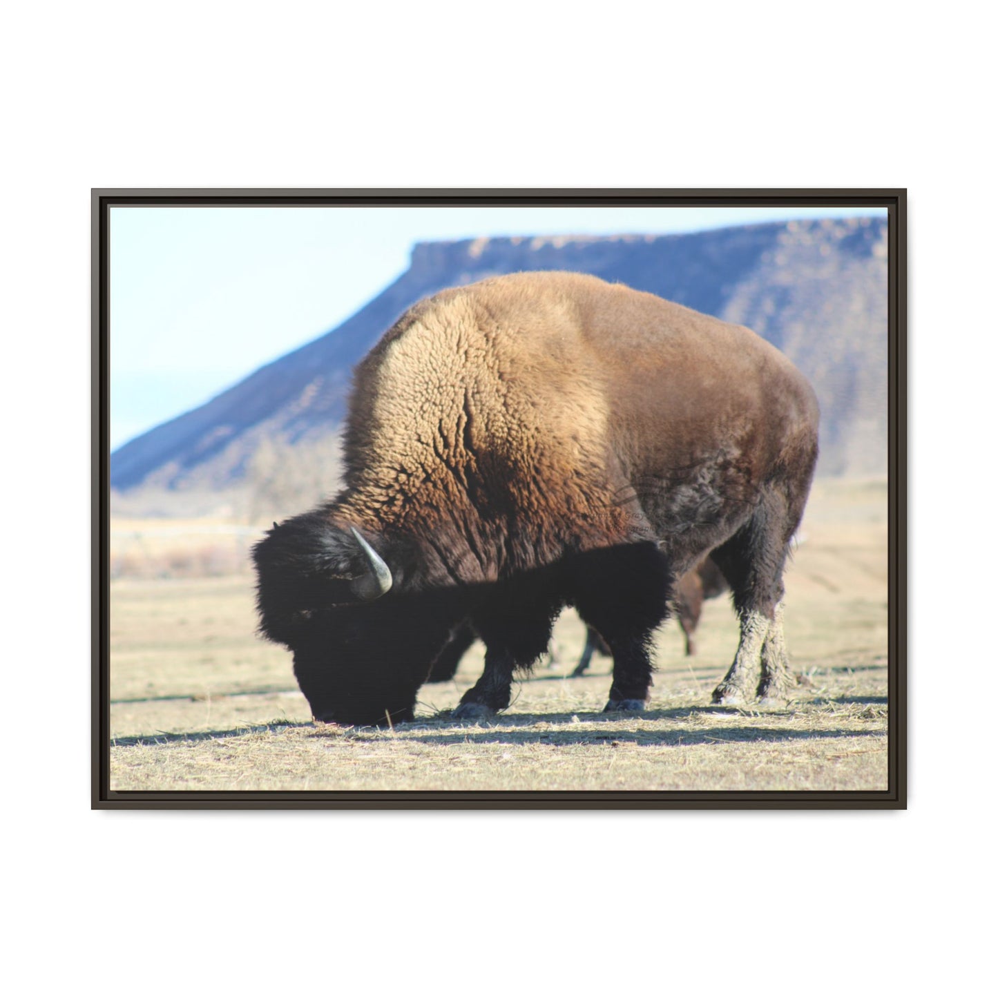 Big Daddy Buffalo Framed Canvas