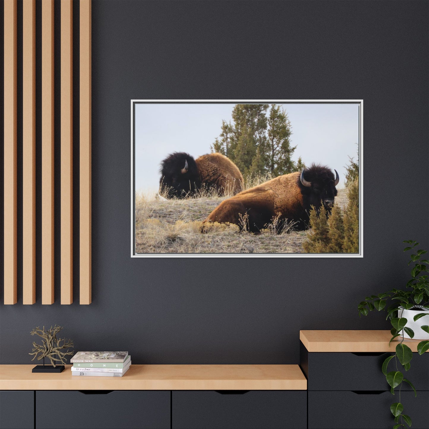 Two Bull Buffalo Framed Canvas