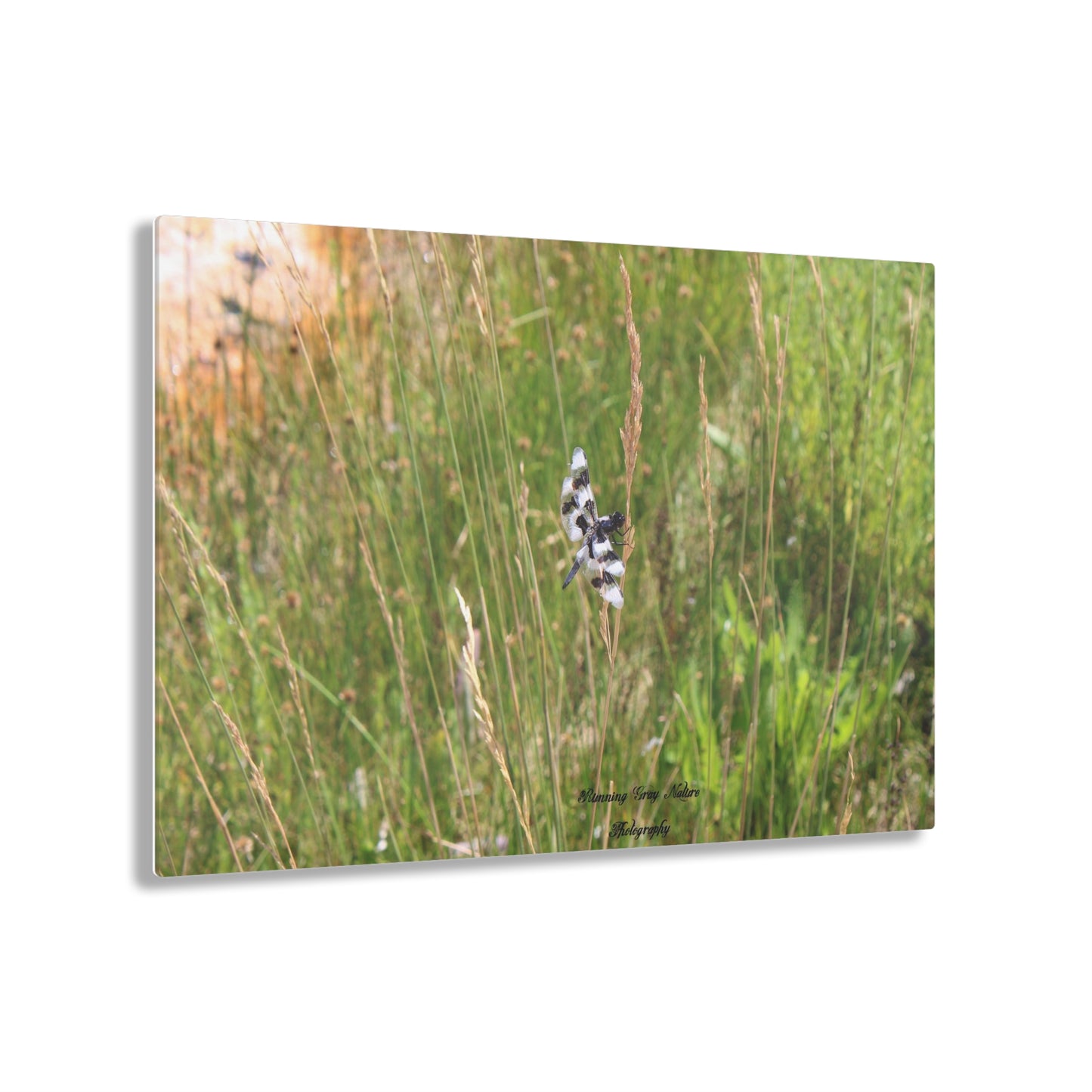 Dragonfly Acrylic Prints