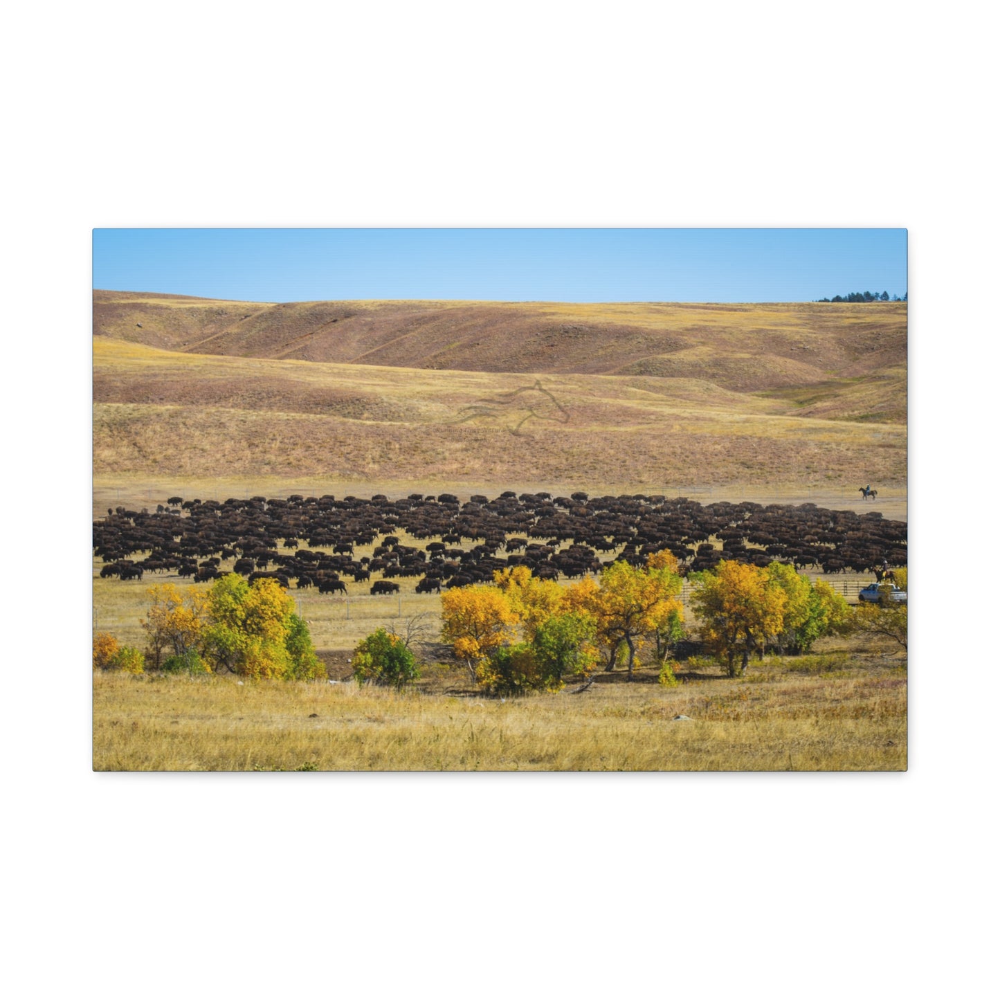 Final look Buffalo Round Up