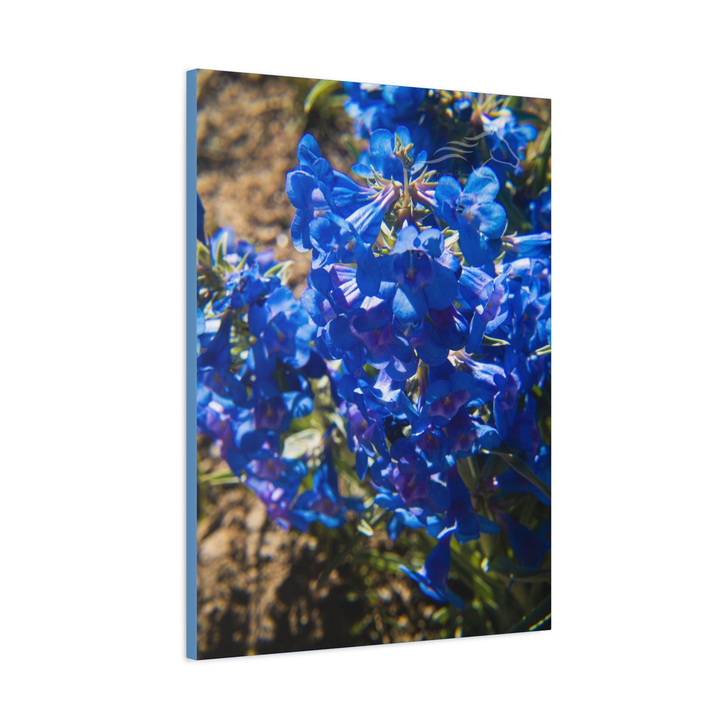 Rocky Mountain Beardtongue Canvas