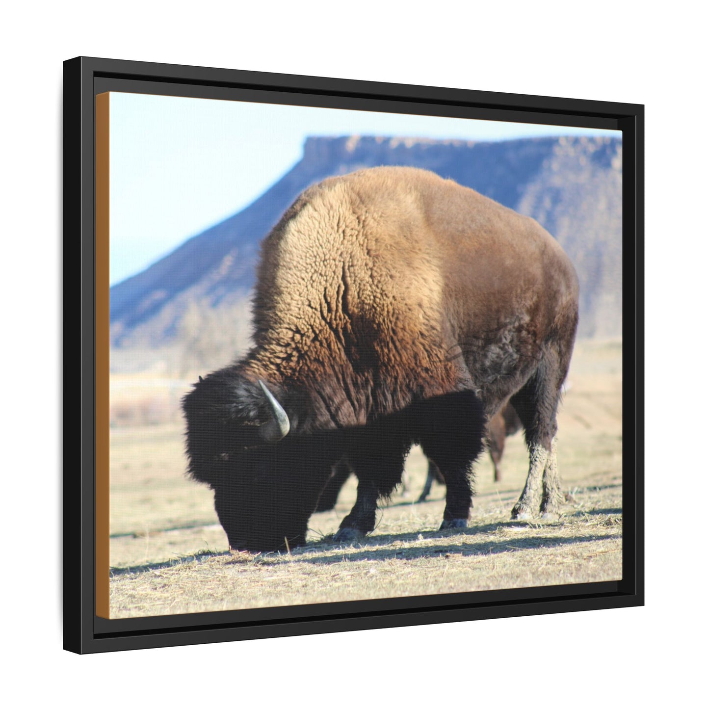 Big Daddy Buffalo Framed Canvas