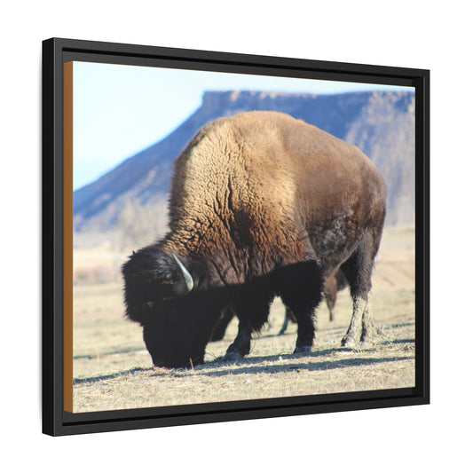Big Daddy Buffalo Framed Canvas