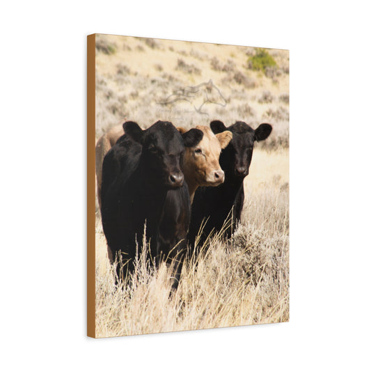 Monkey in the Middle