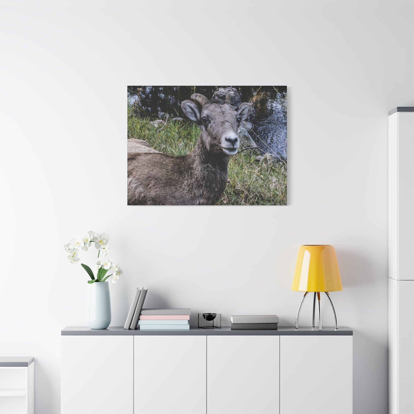 Big Horn Sheep Canvas