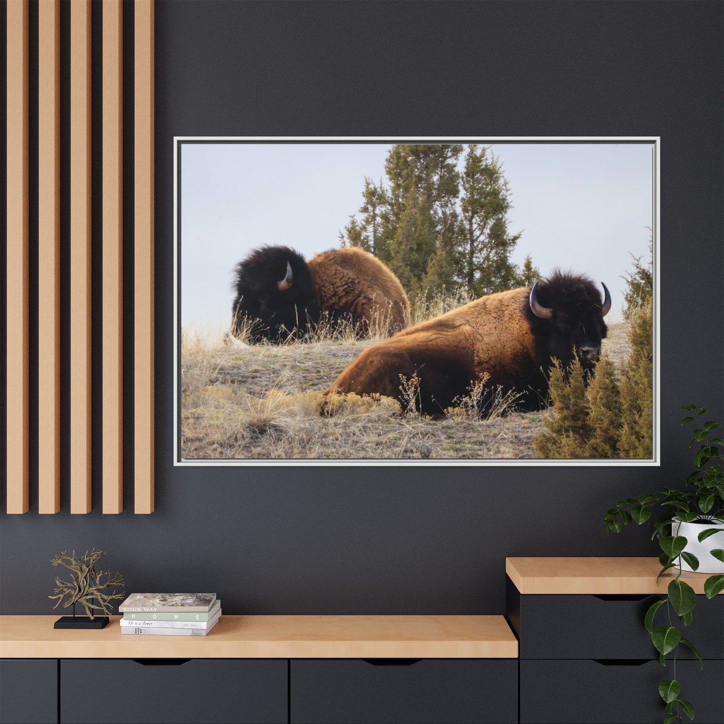 Two Bull Buffalo Framed Canvas