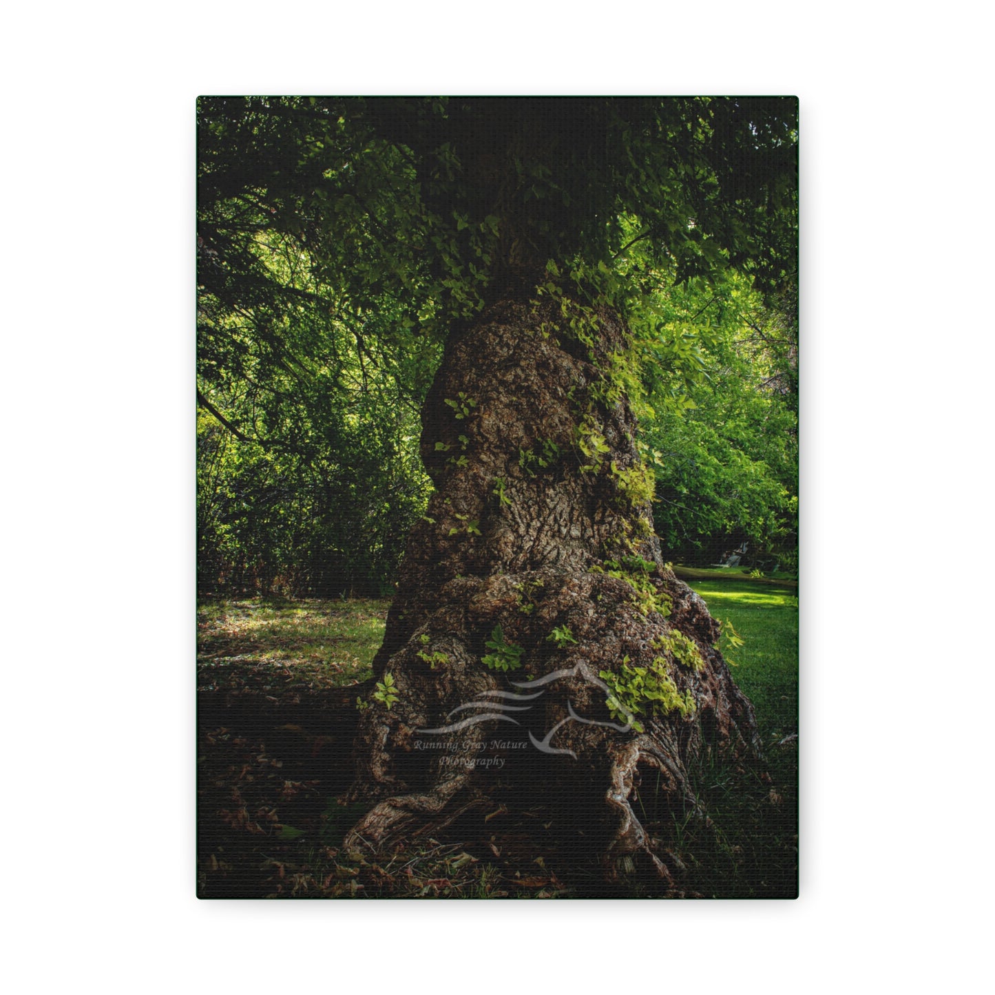 Natural Green Tree Canvas