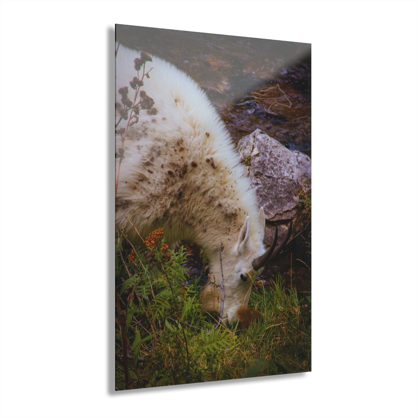 Mountain Goat Acrylic