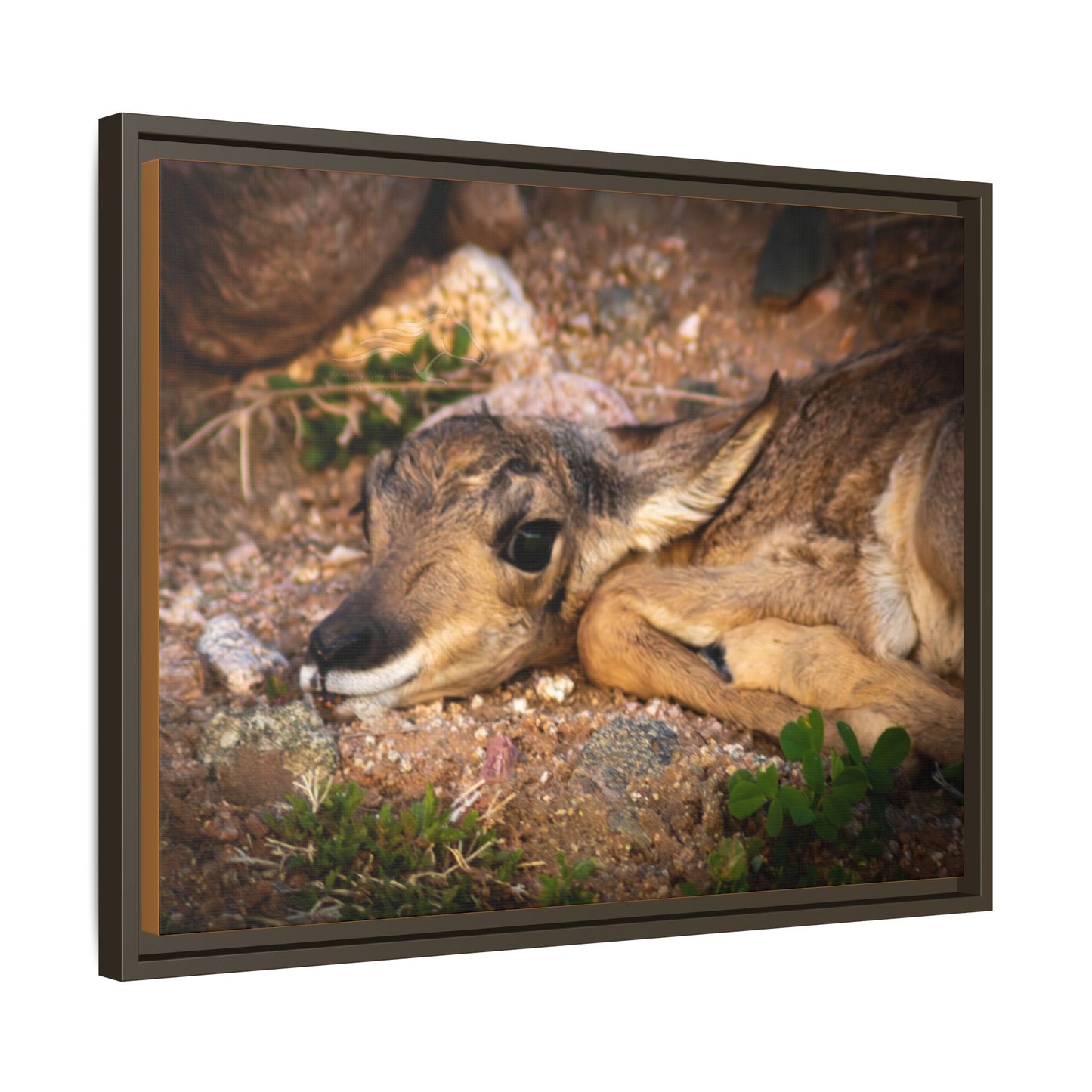 Baby Antelope Framed Canvas