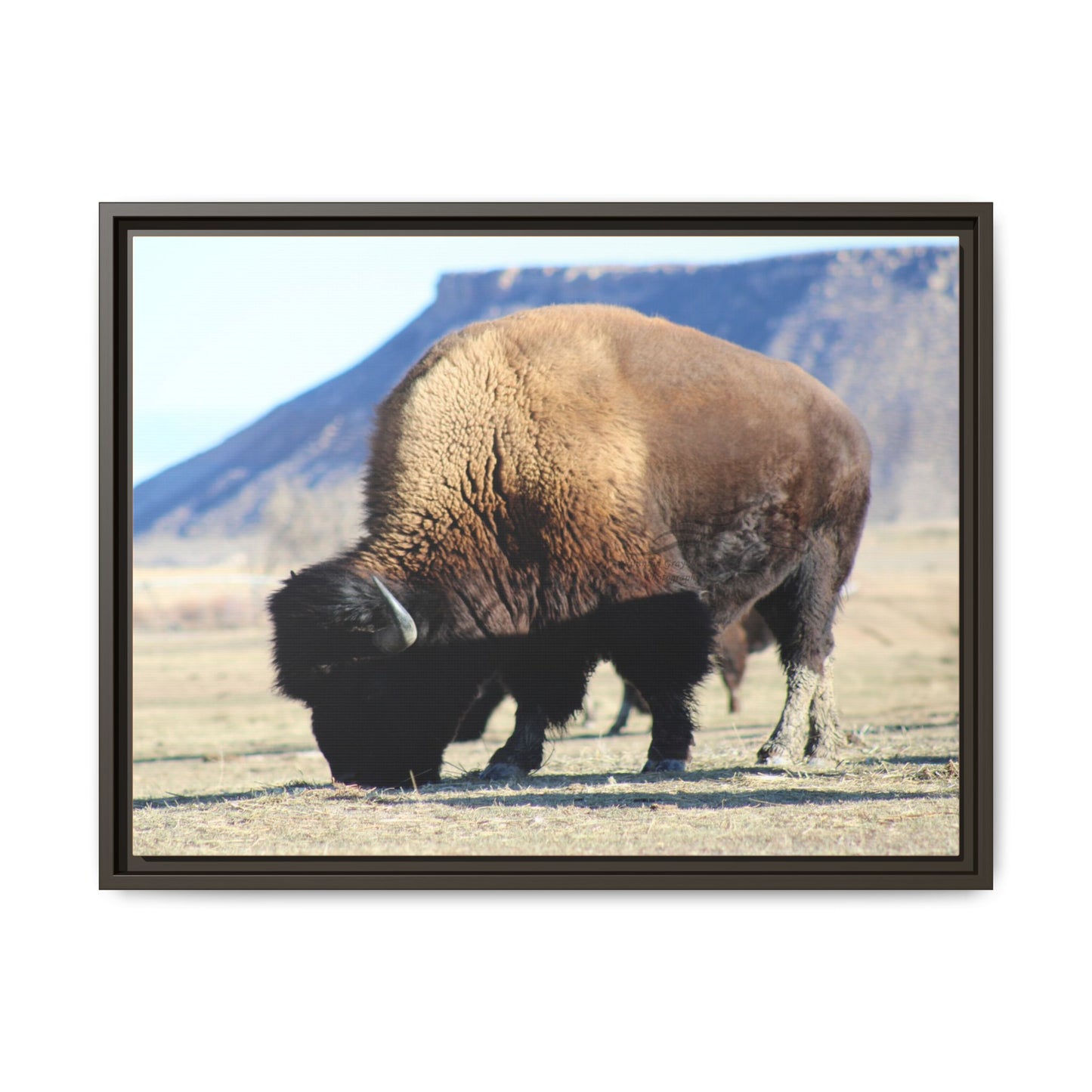 Big Daddy Buffalo Framed Canvas