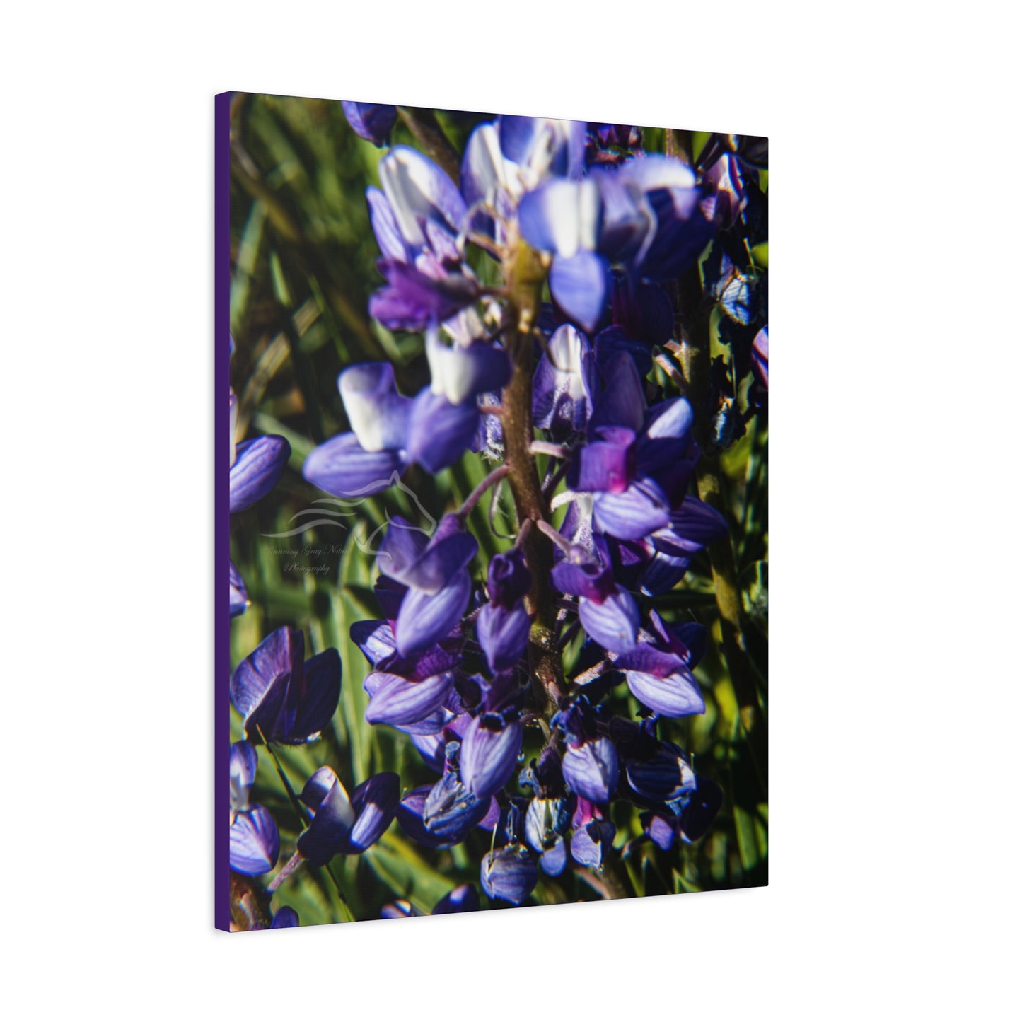 Arctic Lupine Canvas