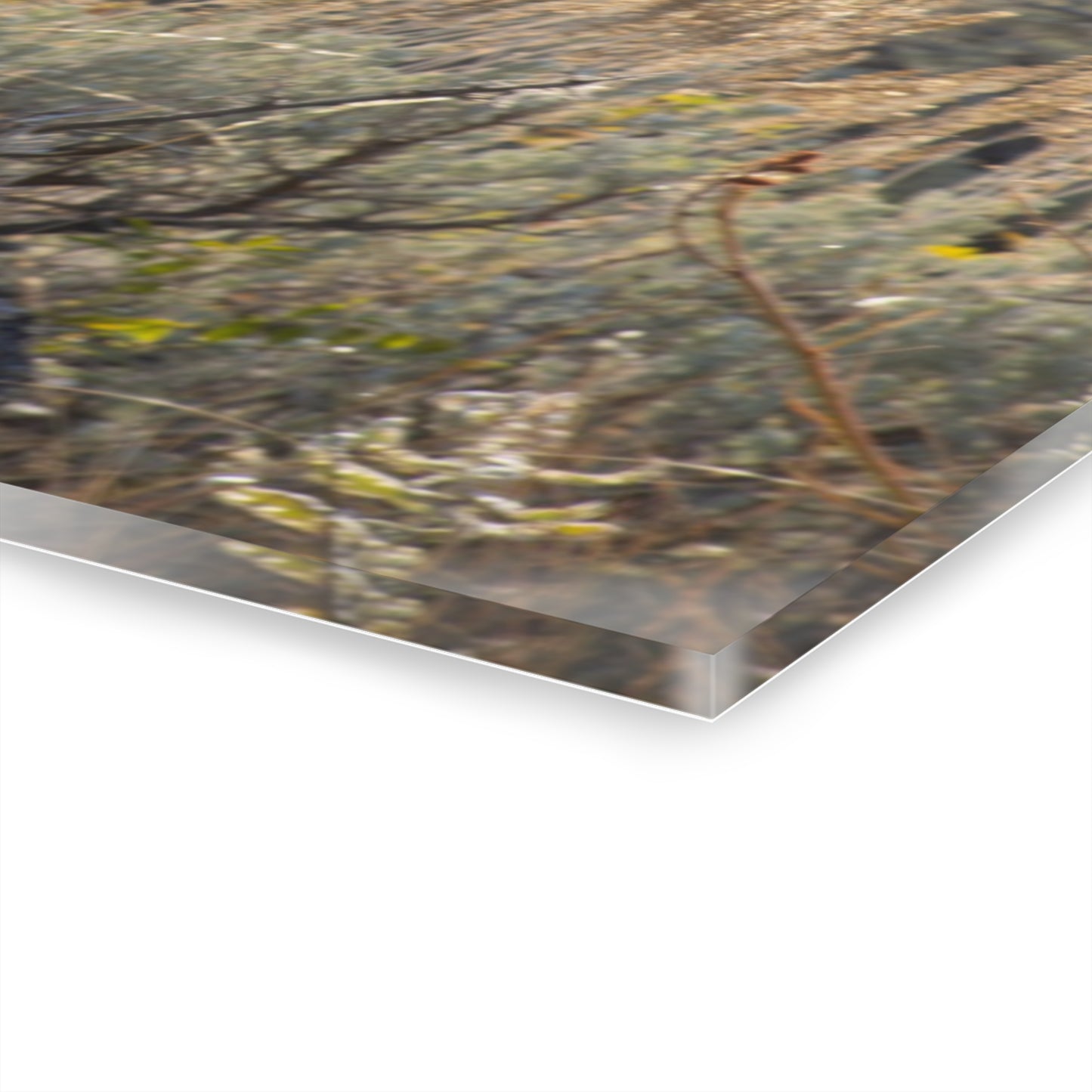 Wyoming Sage Grouse Acrylic