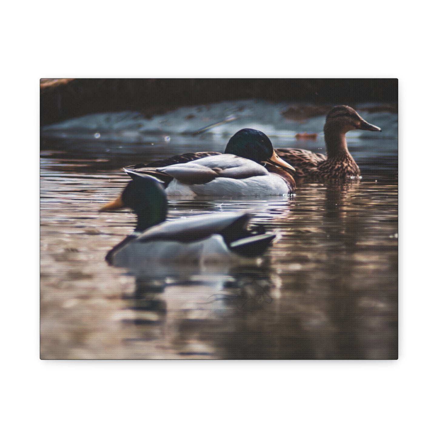 Mallard Ducks Canvas