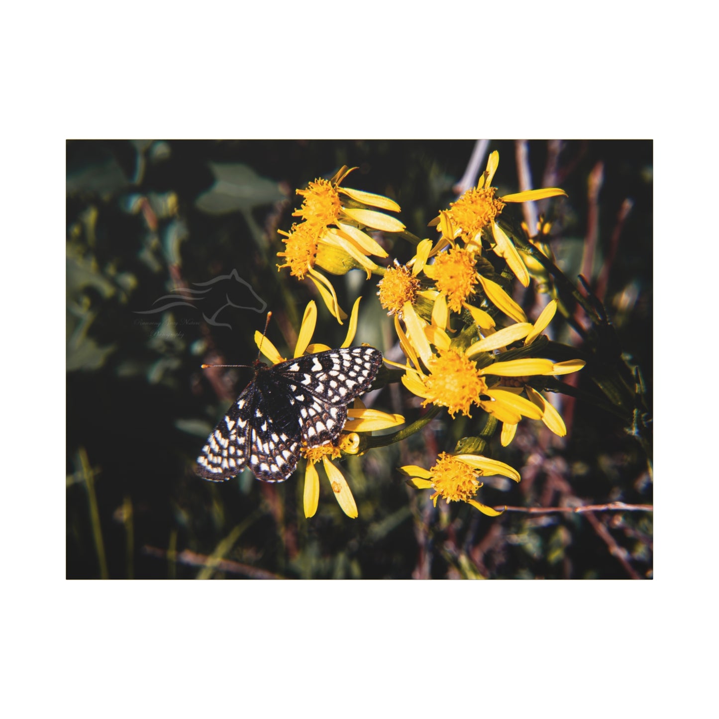 Butterfly Bloom Canvas