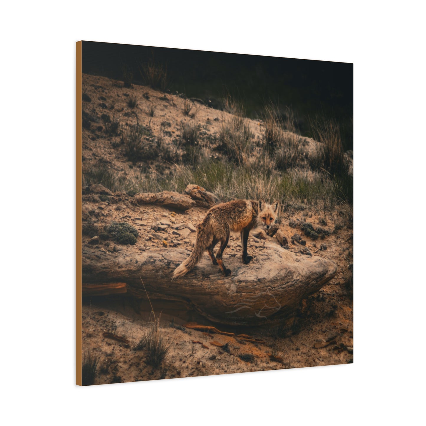 Rustic Fox Canvas