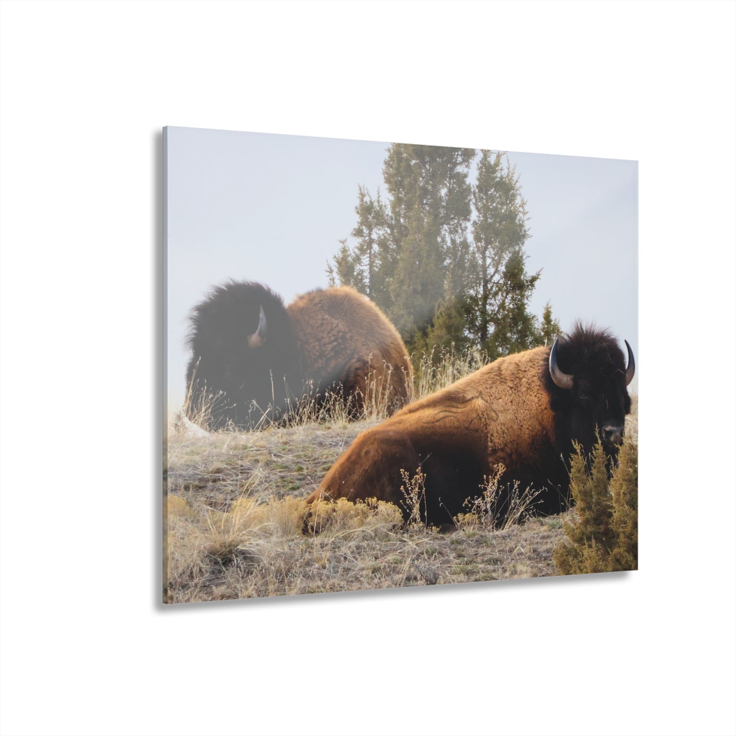 Two Bull Buffalo Acrylic