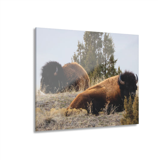 Two Bull Buffalo Acrylic