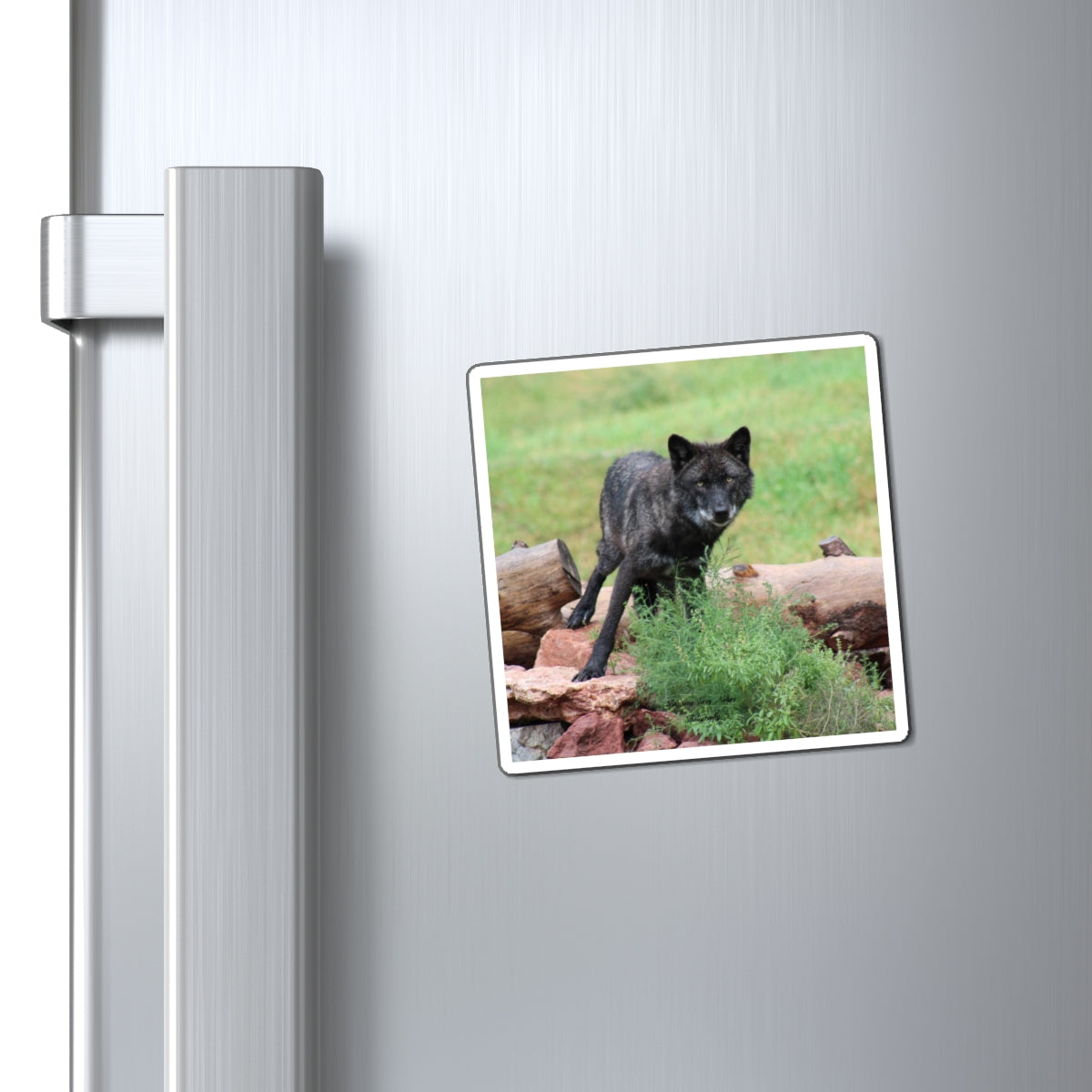 Black Wolf Magnets