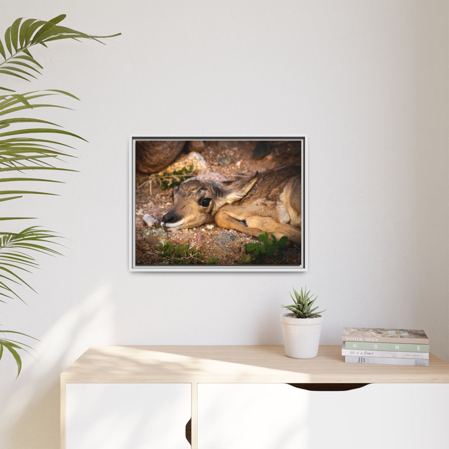 Baby Antelope Framed Canvas