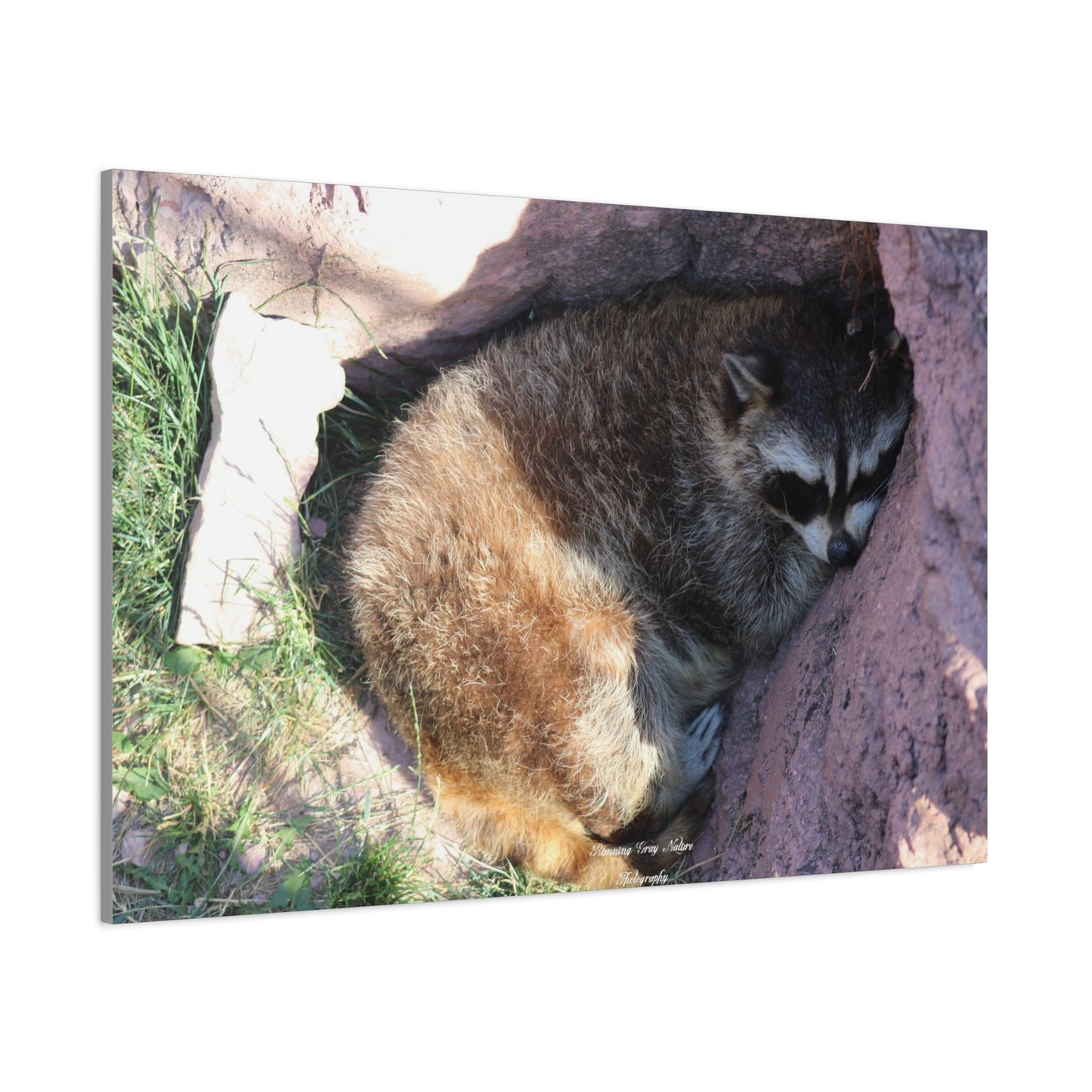 Sleeping Racoon Matte Canvas, Stretched, 1.25"