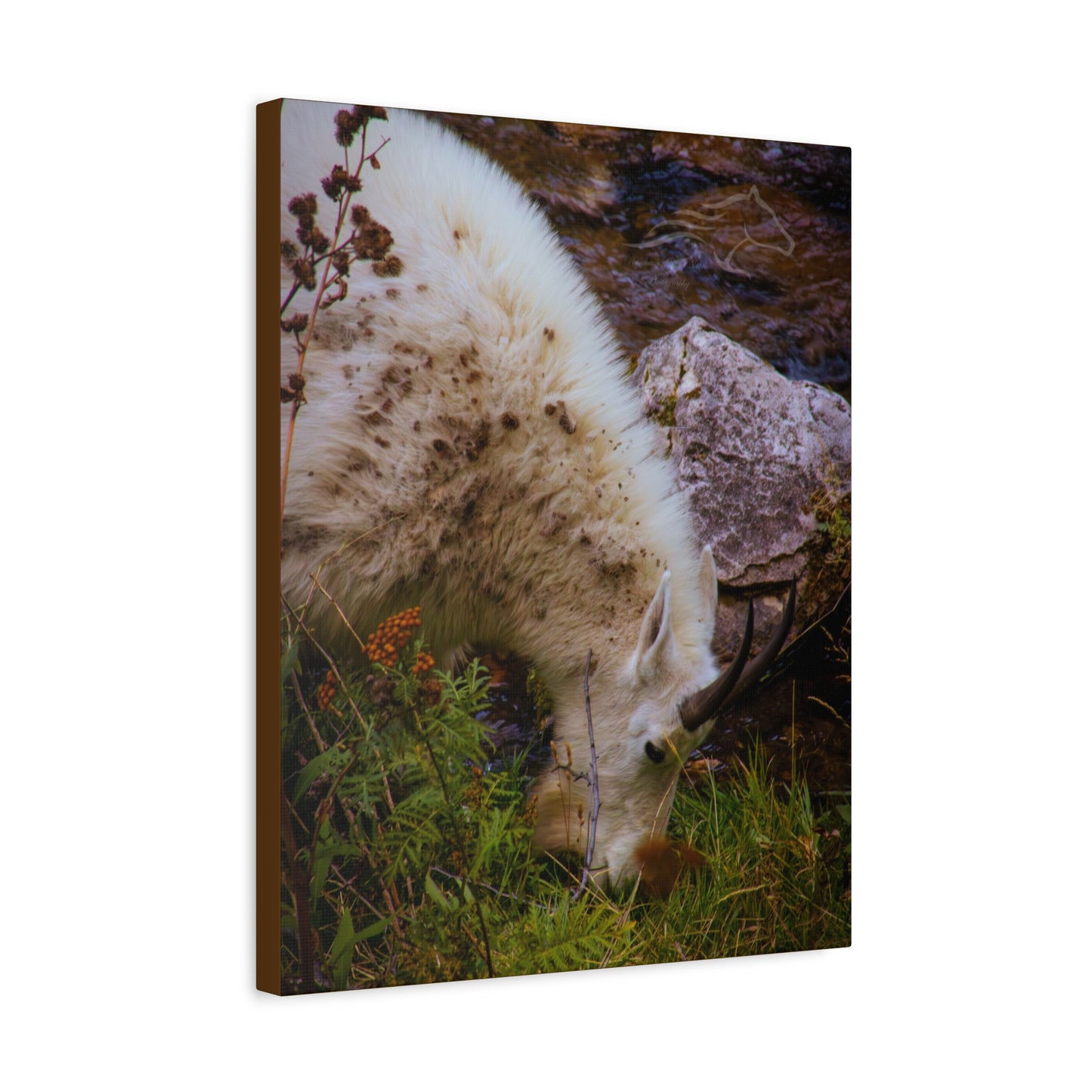 Mountain Goat Canvas