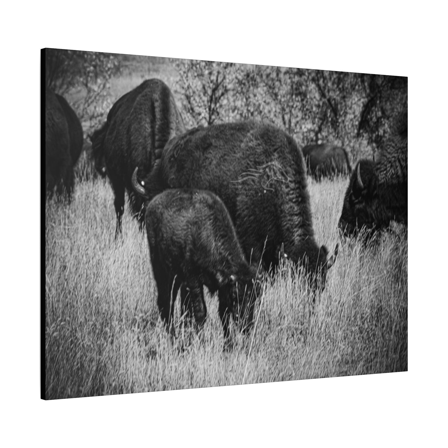 Black and White Buffalo Canvas