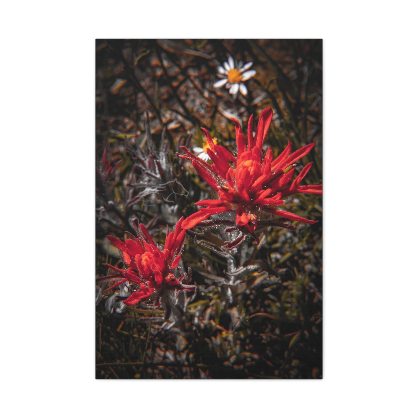 Black and Red Indian Paint Brush Canvas