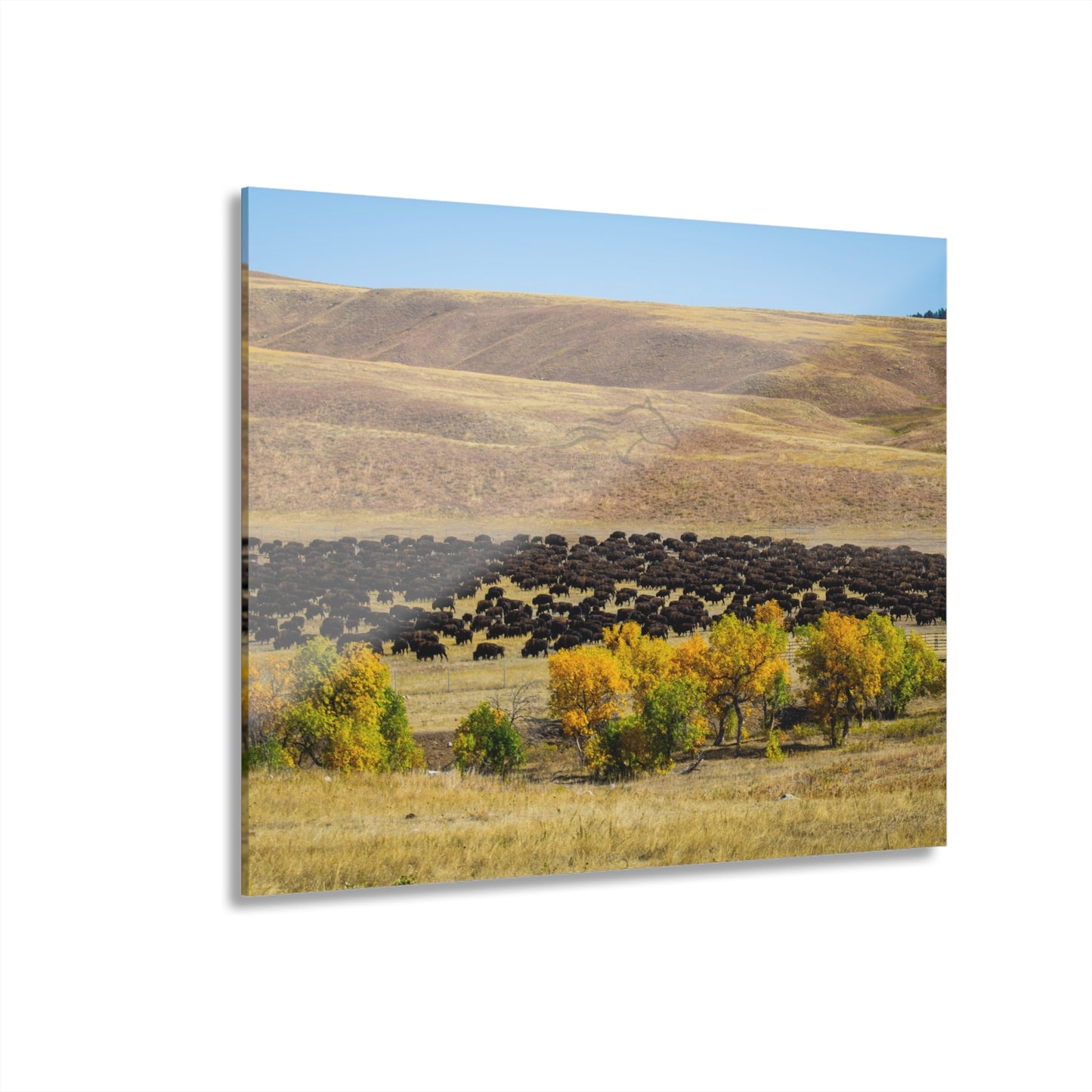 Final look Buffalo Round Up