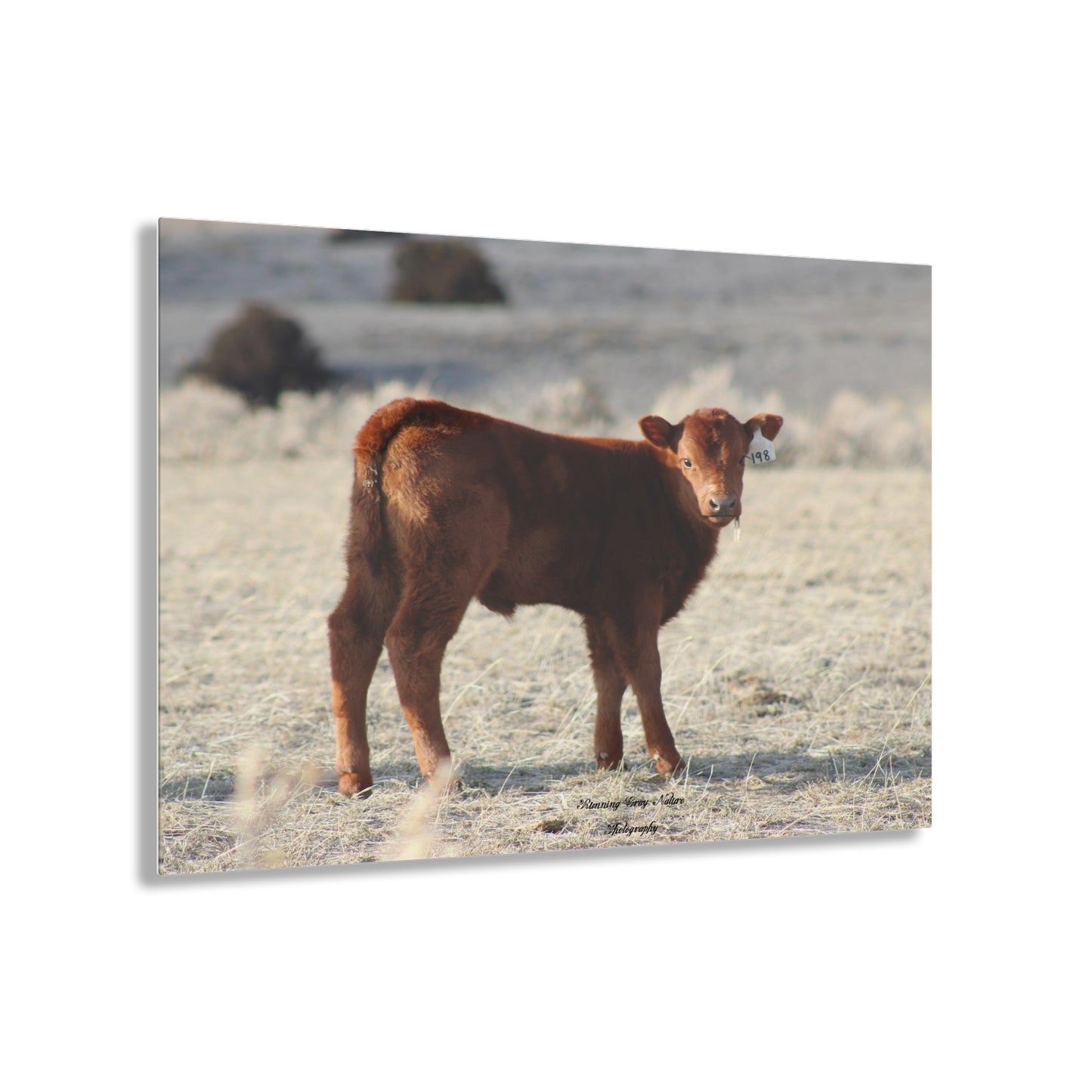 Baby Calf 198 Acrylic Prints