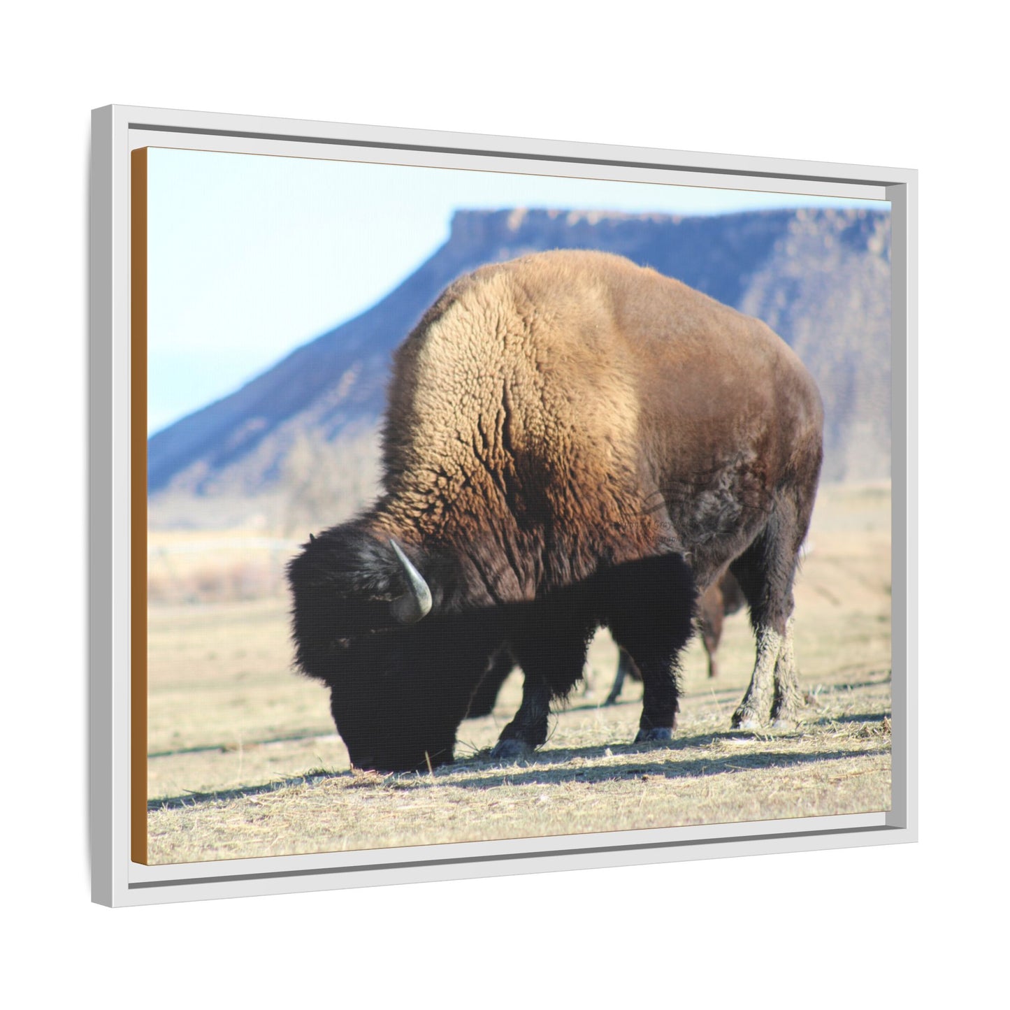 Big Daddy Buffalo Framed Canvas