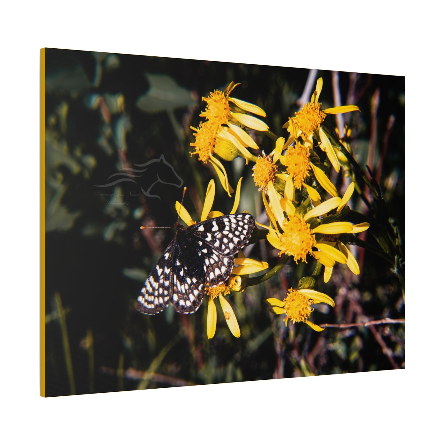 Butterfly Bloom Canvas