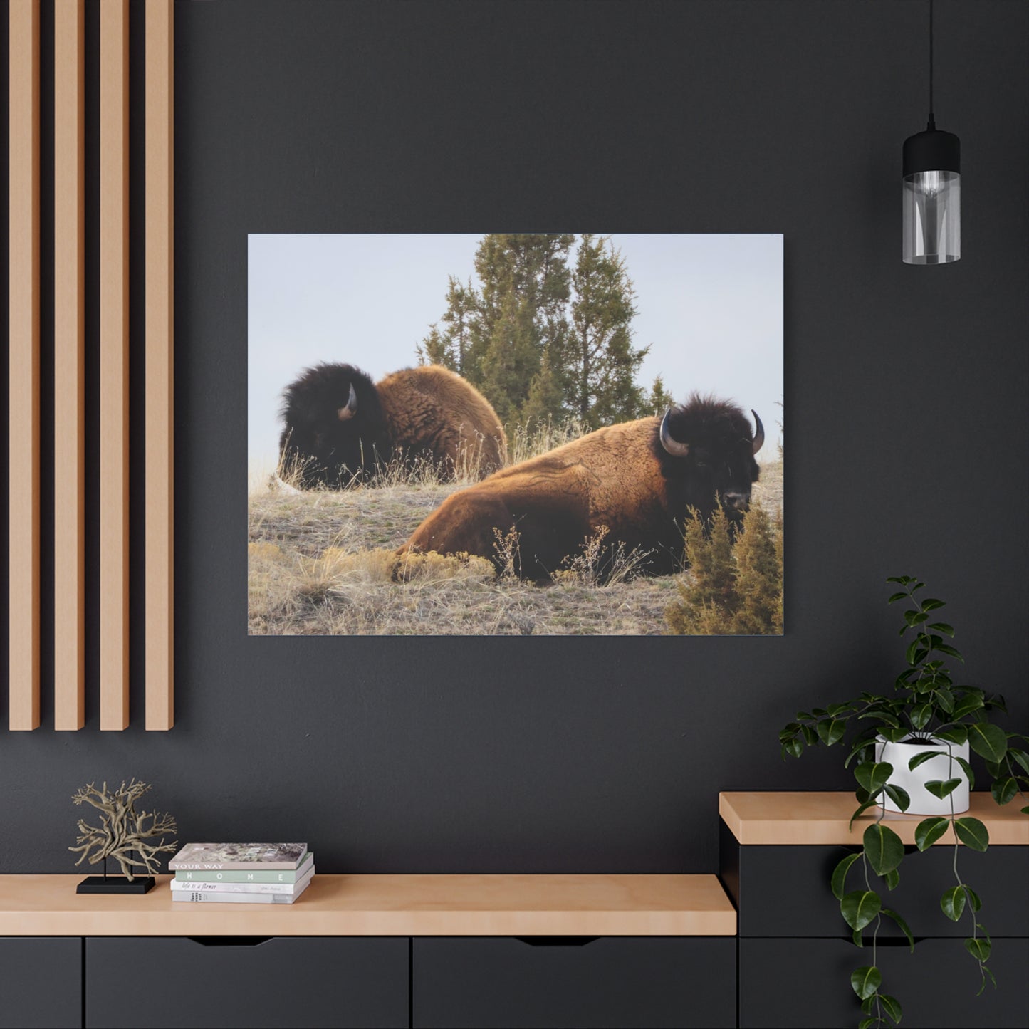 Two Bull Buffalo Canvas