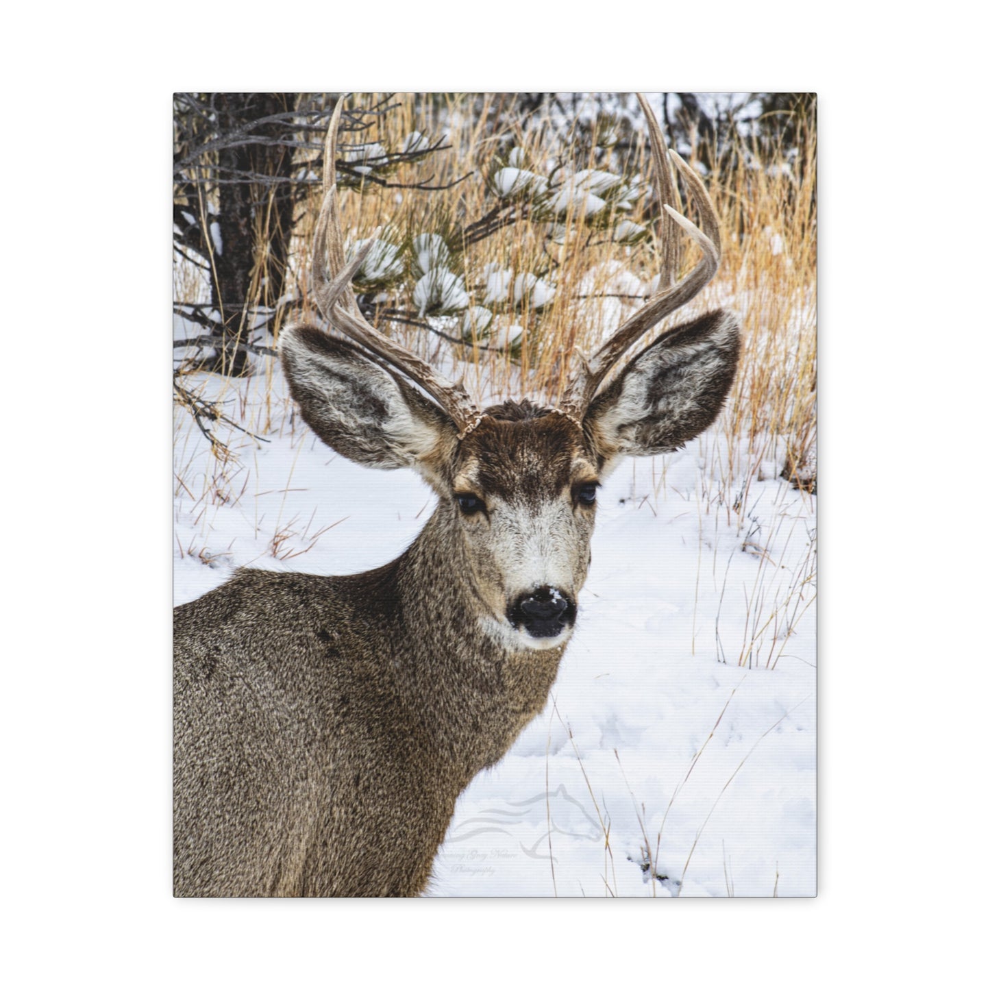 Deer Antlers in February Canvas