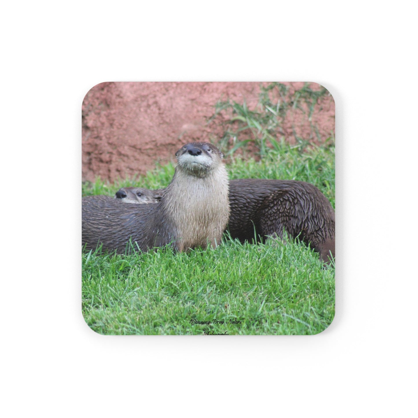 Otters Corkwood Coaster Set