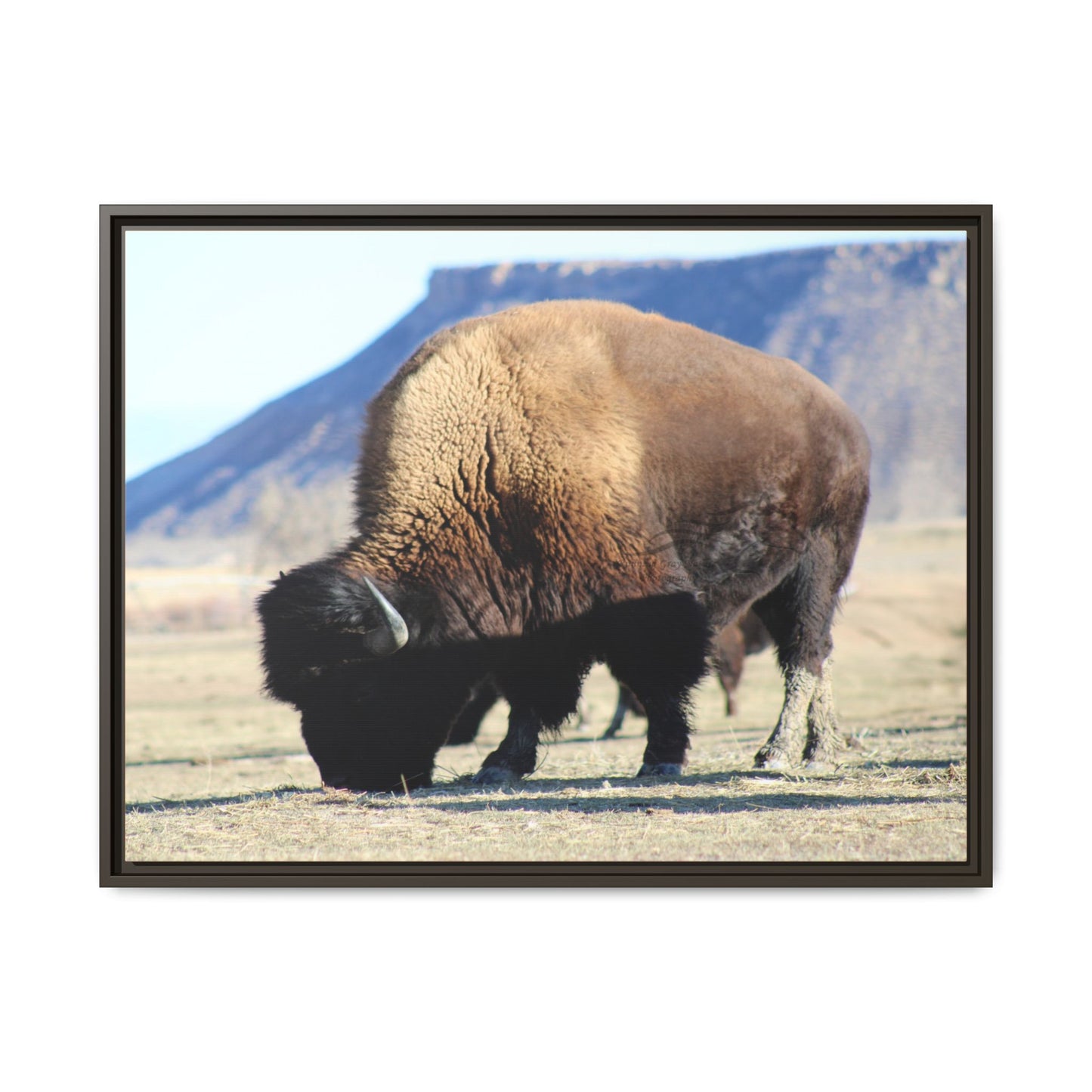 Big Daddy Buffalo Framed Canvas