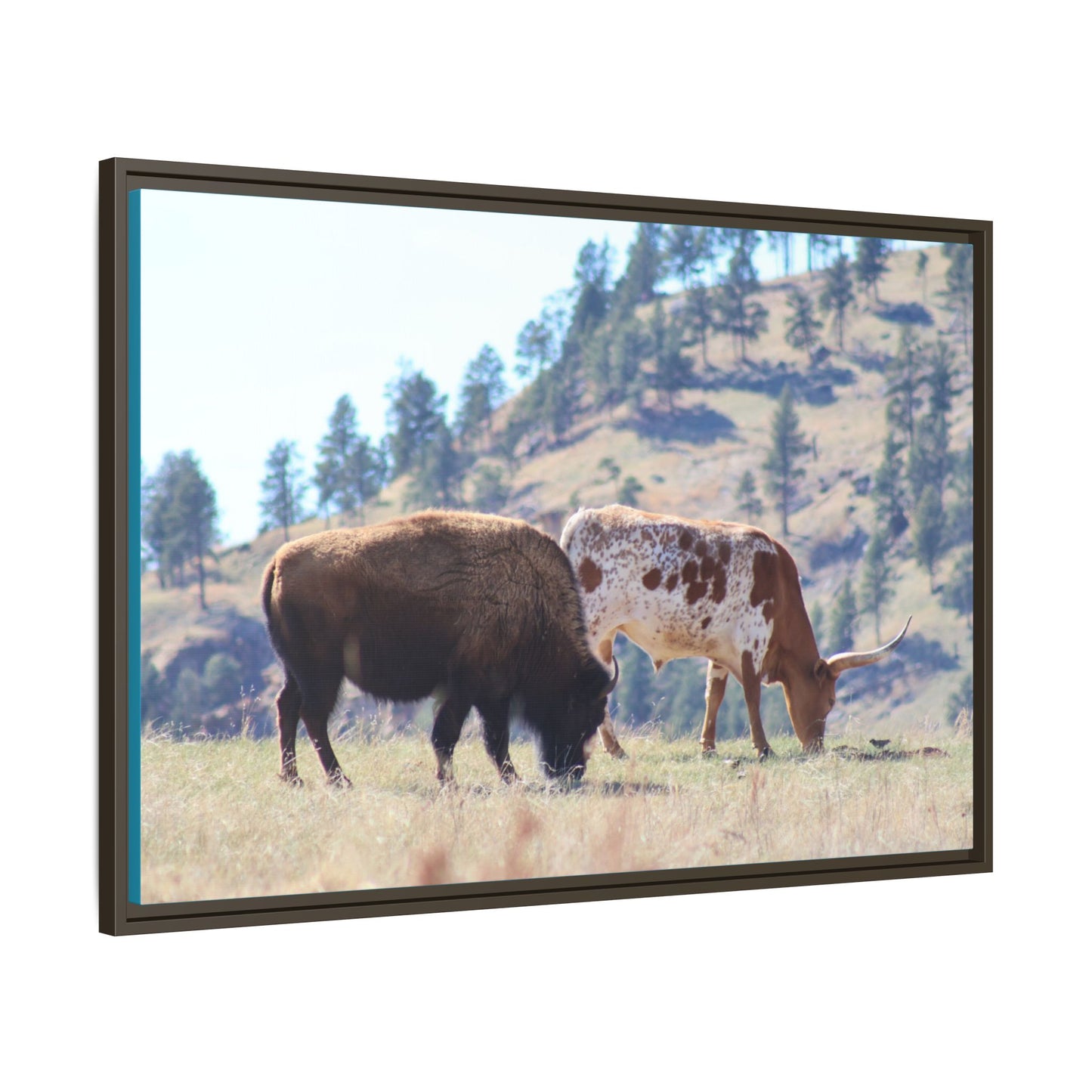 Long Horn and Buffalo Framed Canvas