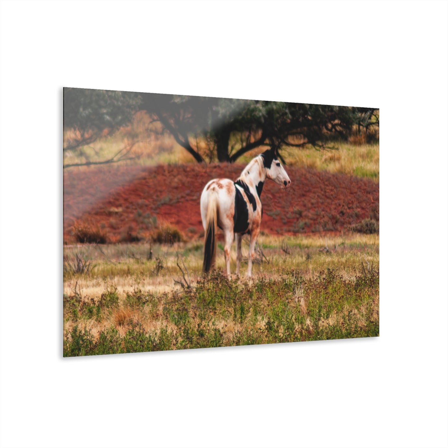 Painted Horse Acrylic