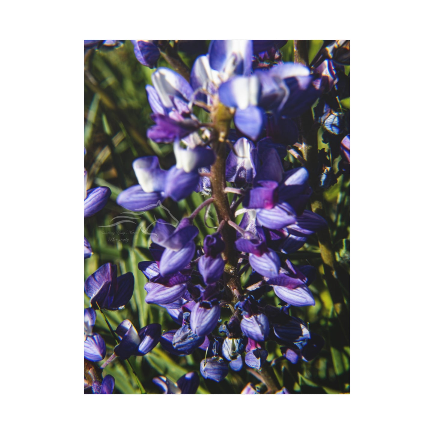 Arctic Lupine Canvas