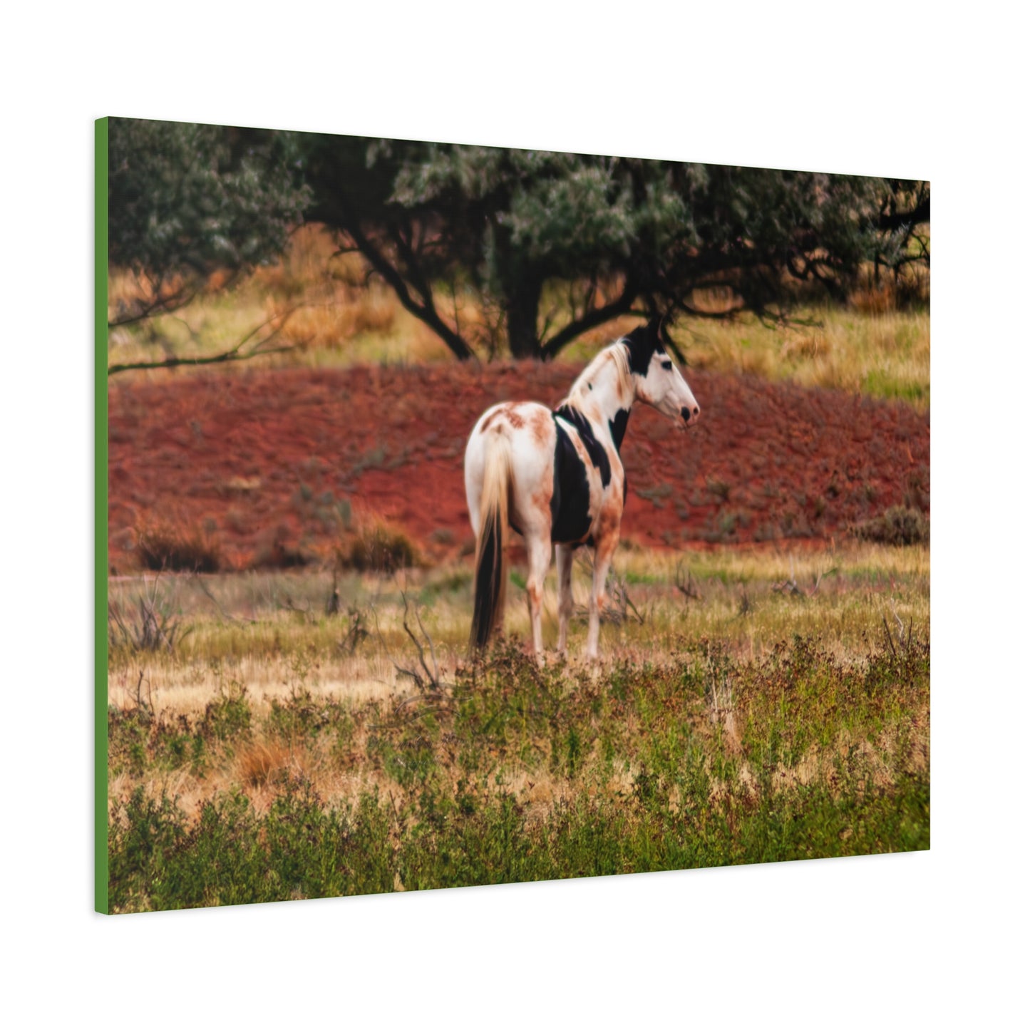 Painted Horse Canvas