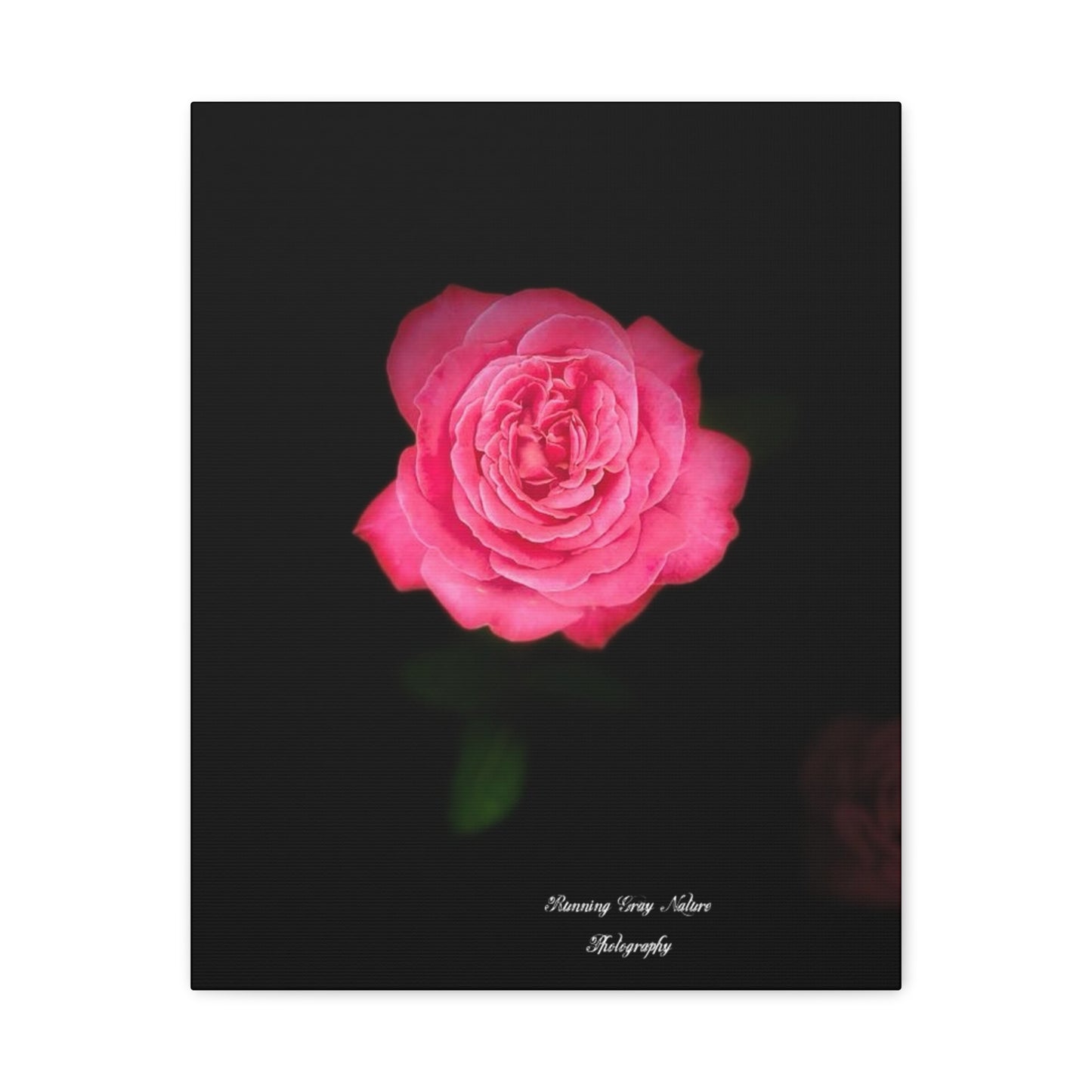 Pink Peace Rose Matte Canvas, Stretched, 1.25"