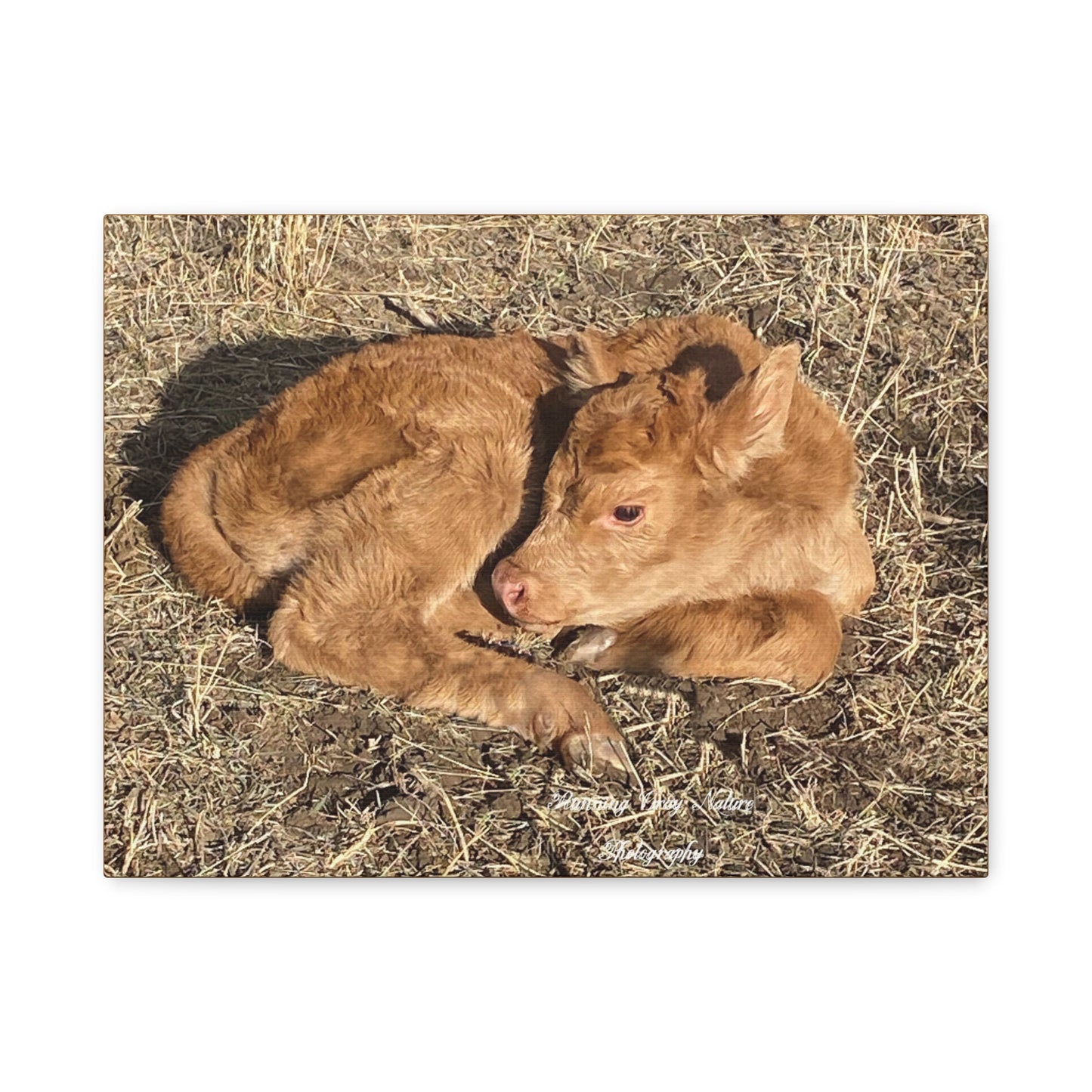 Baby Calf Matte Canvas, Stretched, 1.25"