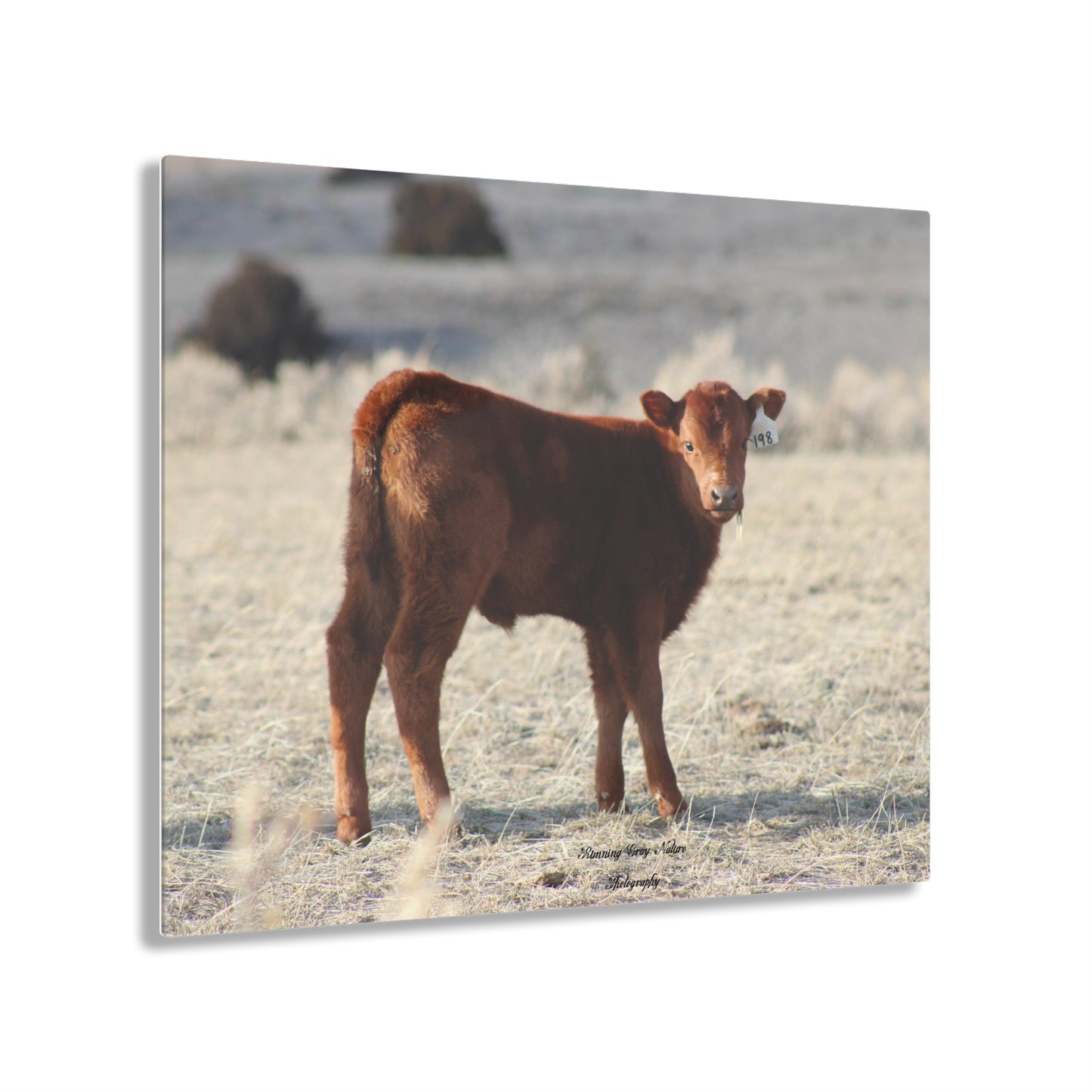 Baby Calf 198 Acrylic Prints