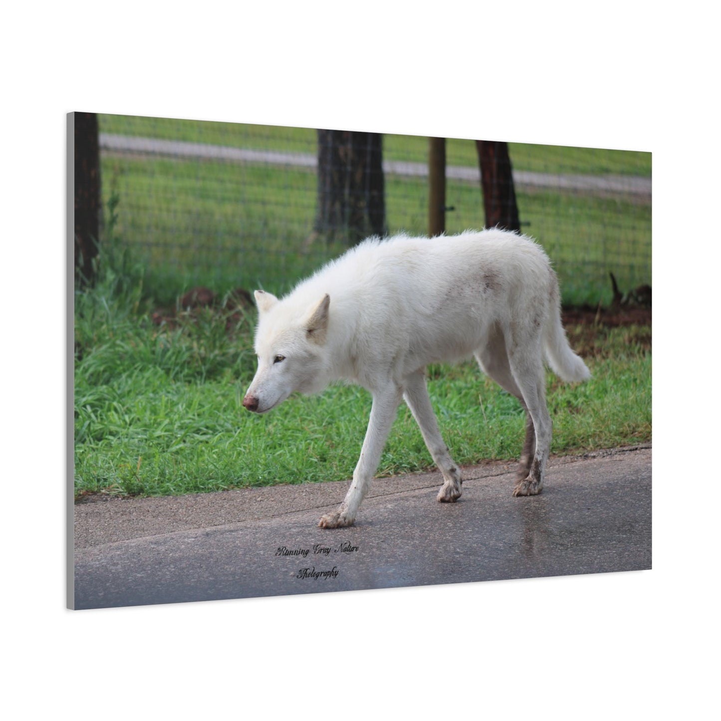 White Wolf Matte Canvas, Stretched, 1.25"