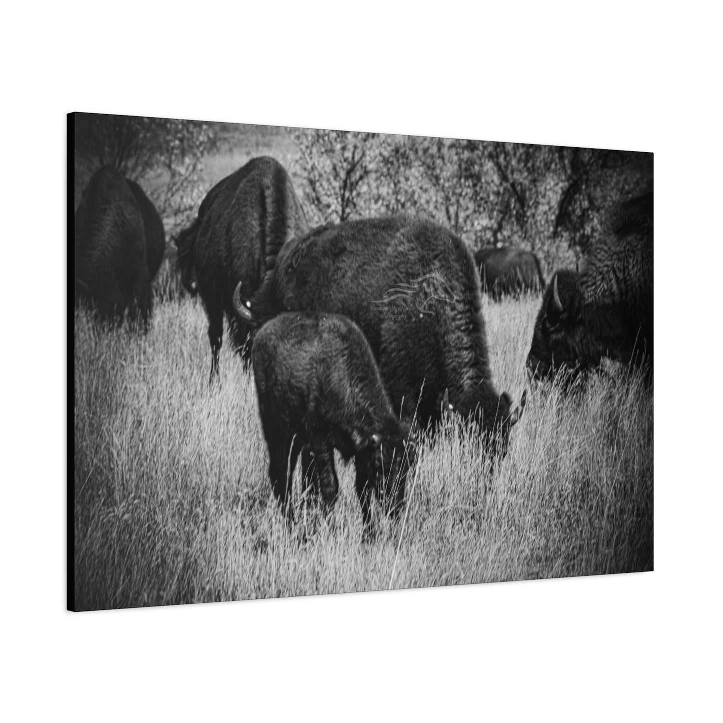 Black and White Buffalo Canvas