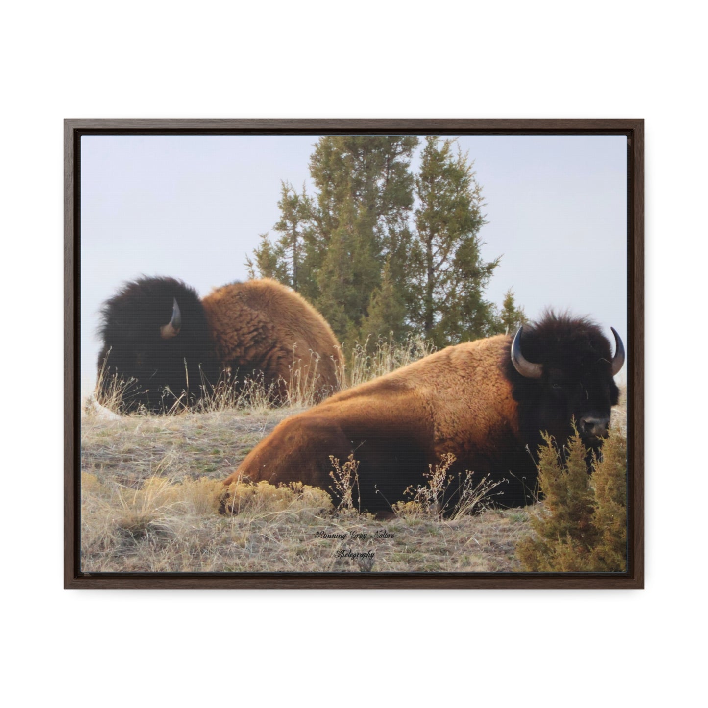 Two Bull Buffalo Gallery Canvas Wraps, Horizontal Frame