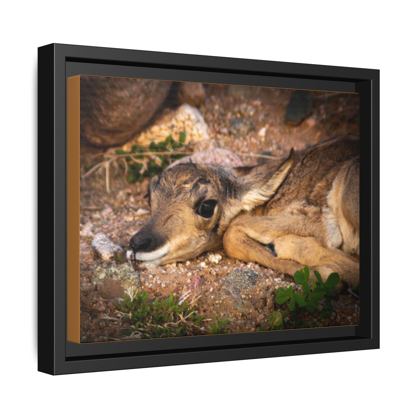 Baby Antelope Framed Canvas