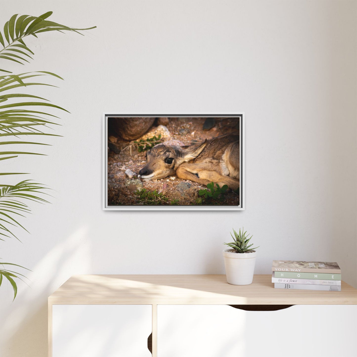 Baby Antelope Framed Canvas