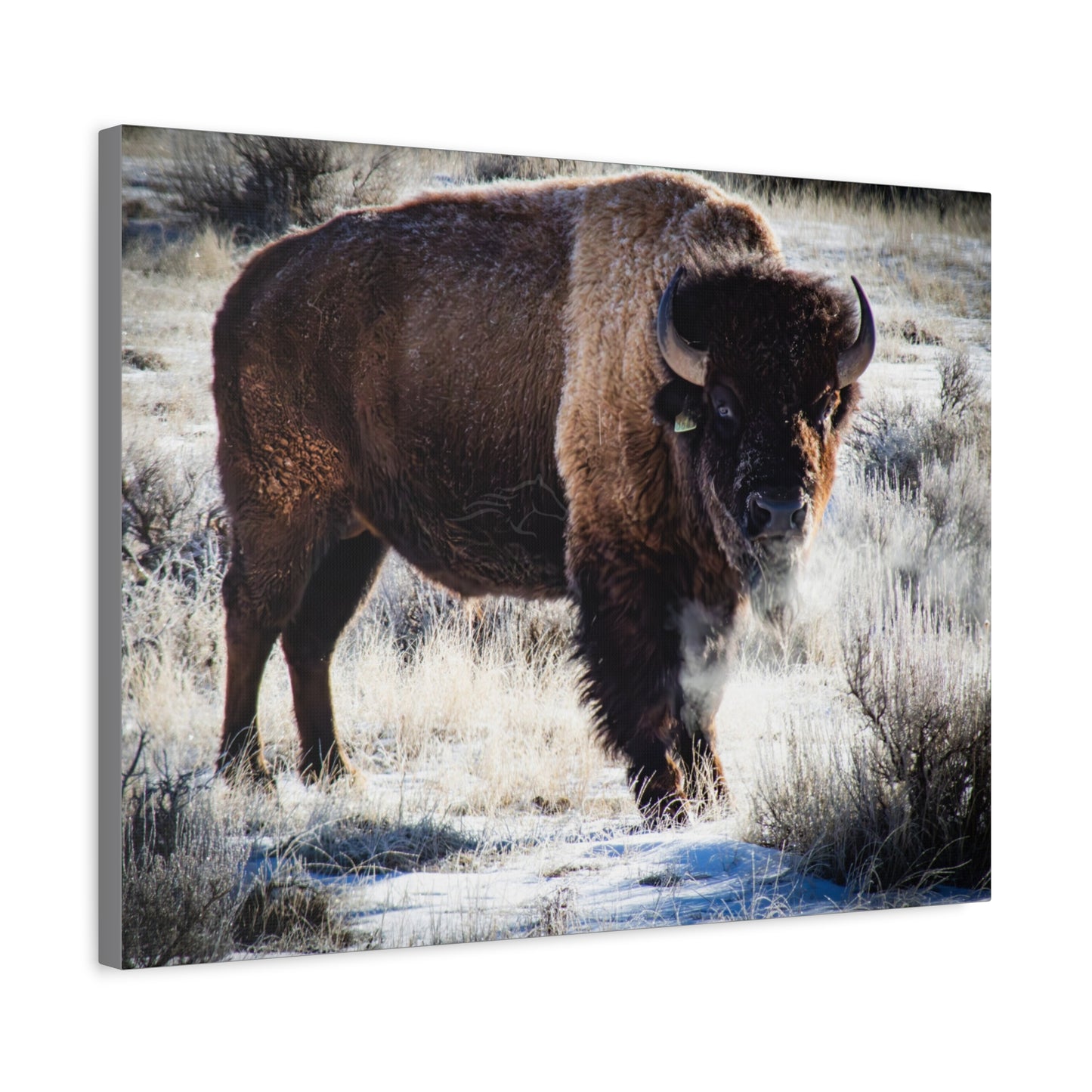 Early Morning Buffalo Canvas