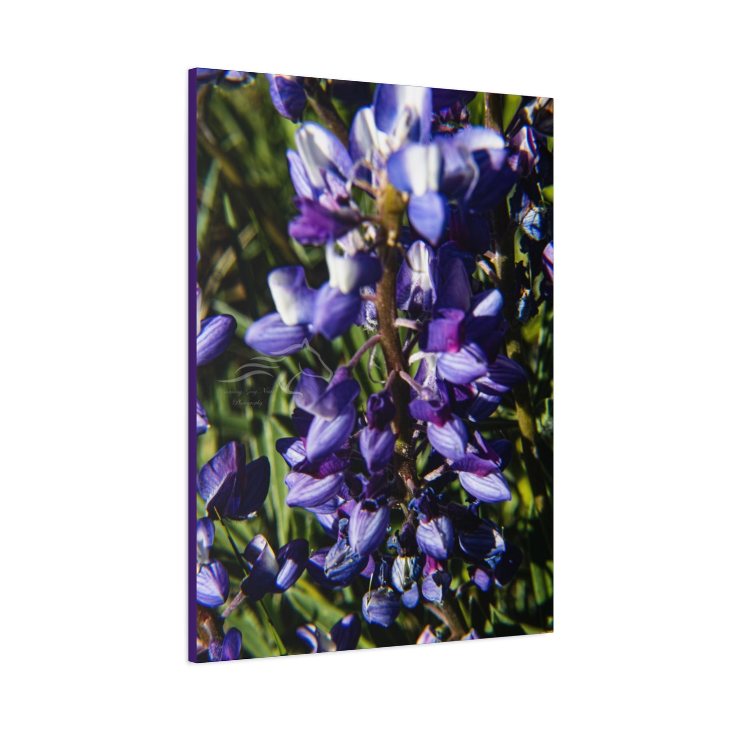 Arctic Lupine Canvas