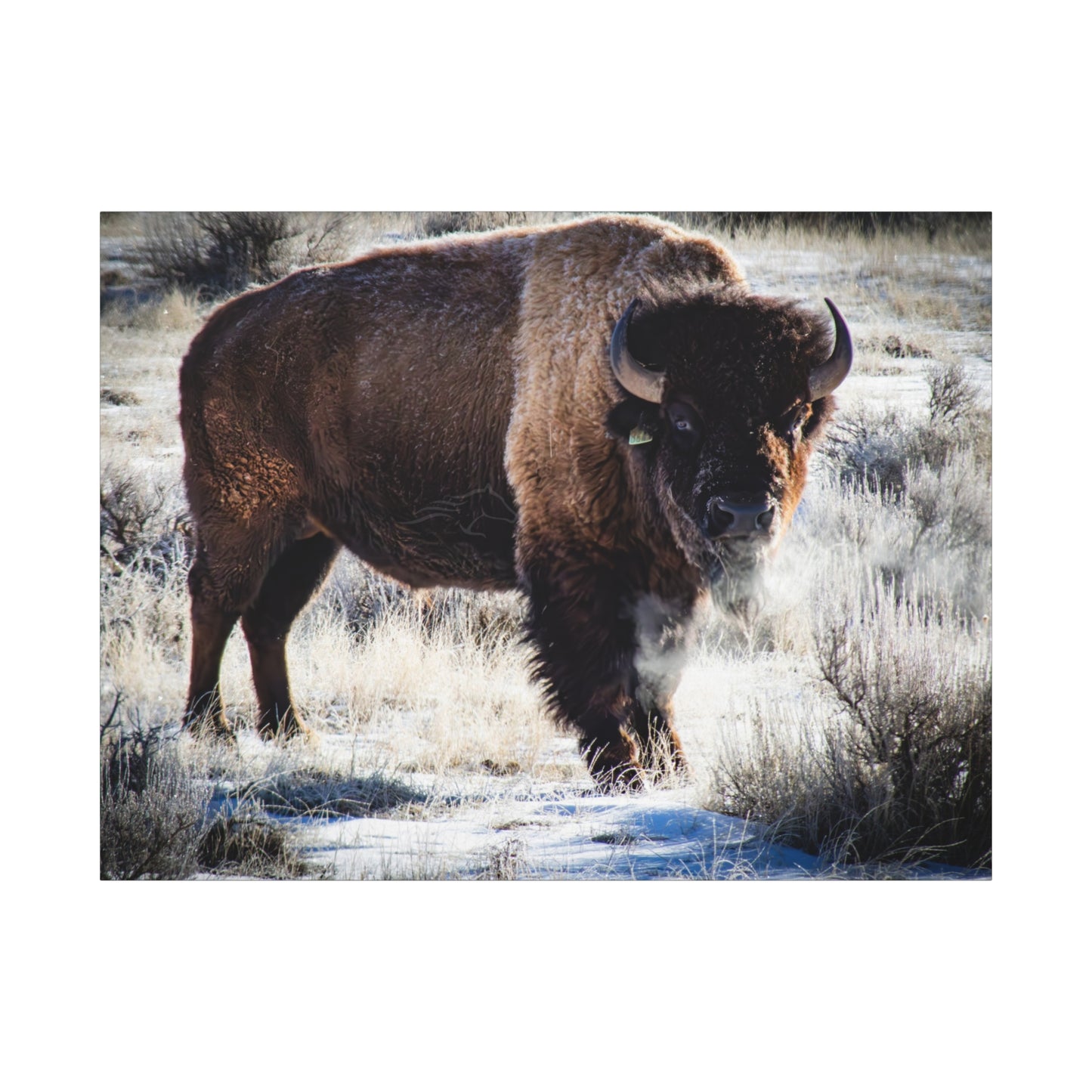 Early Morning Buffalo Canvas